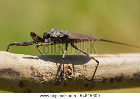Water Scorpion From West Africa
