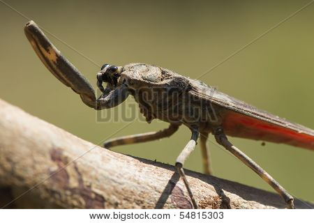 Water Scorpion From West Africa