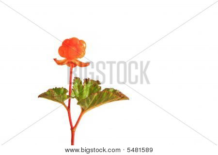 Zralé Cloudberry