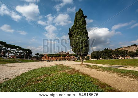 Cypress Tree On Circus Maximus, Ancient Roman Stadium Near Palatine Hill, Rome, Italy