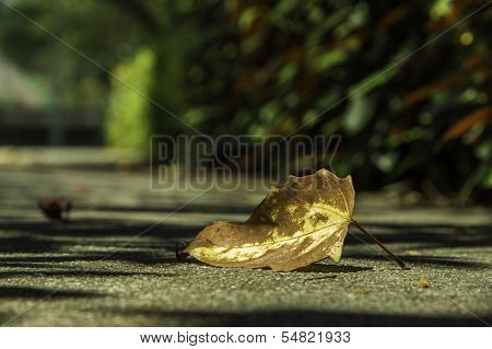 Autumn Leaf