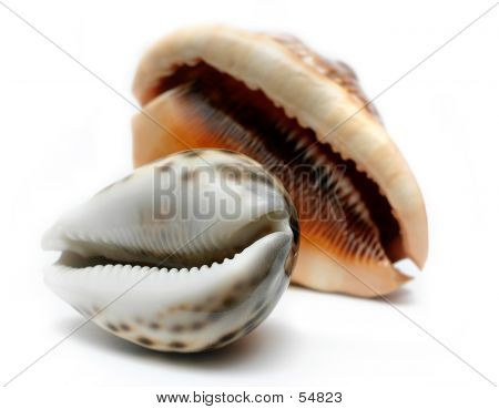 Две раковины