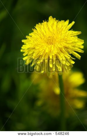 Fiori di tarassaco