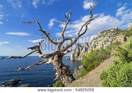 Dead  pine On The Cliff Above The Sea.