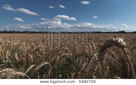 Grainfield