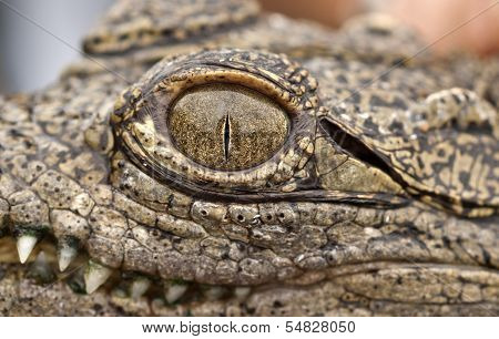 Crocodile Eye