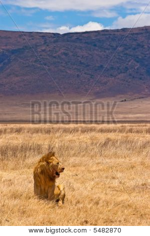 León macho sentado en el seco amarillo hierba