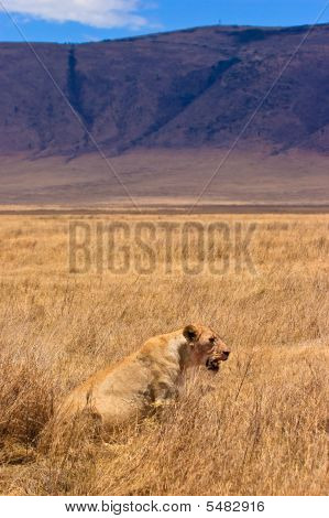 Hombre León sentado en el seco amarillo hierba