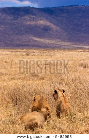 León macho y hembra, sentado en el seco amarillo hierba