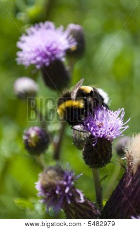 Bee Busy With The Pollination Of The Plant