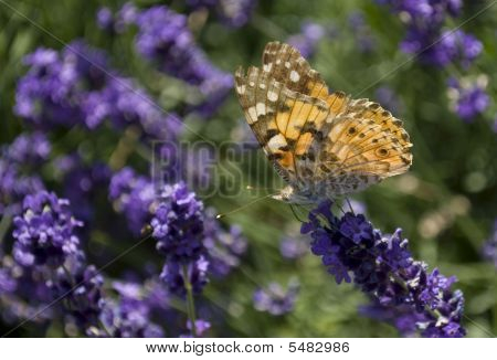 Butterfly on a flower