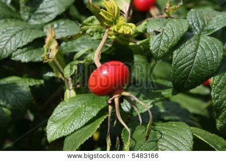 Rosehip
