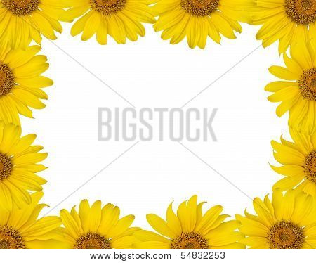 Sunflower Border