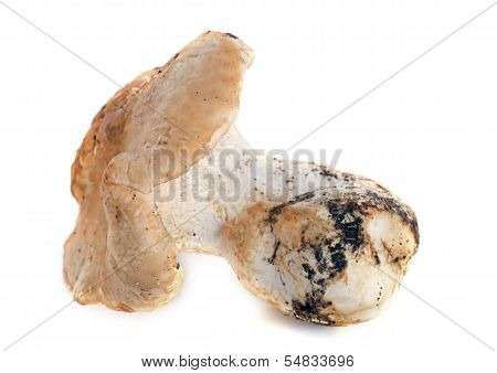 Hedgehog Mushroom