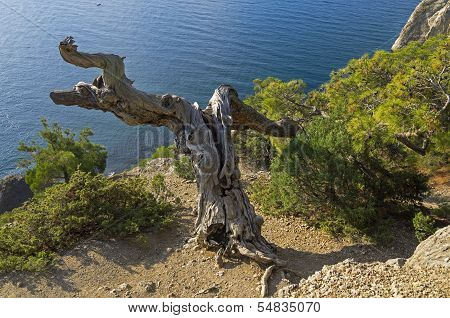 Pine On The Cliff Above The Sea.