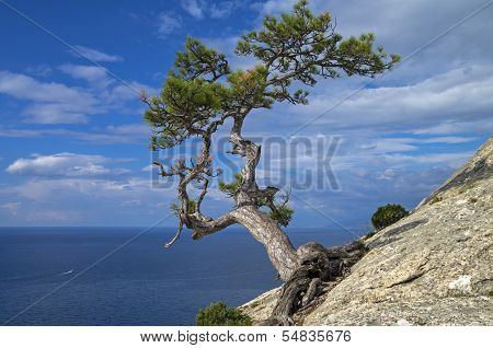 Pine On The Cliff Above The Sea.