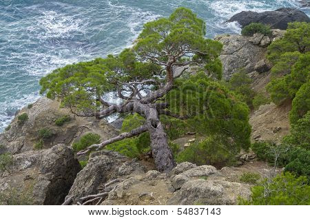 Pine Trees On A Steep Slope Above The Sea.