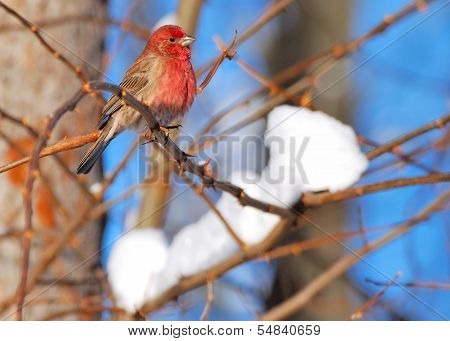 Red Finch