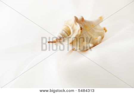 Seashell