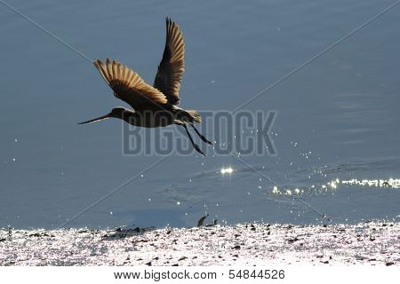 Marbled Godwit Taking Off