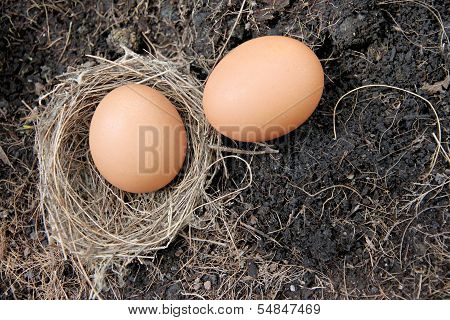 Eggs In Nests Placed On Ground.