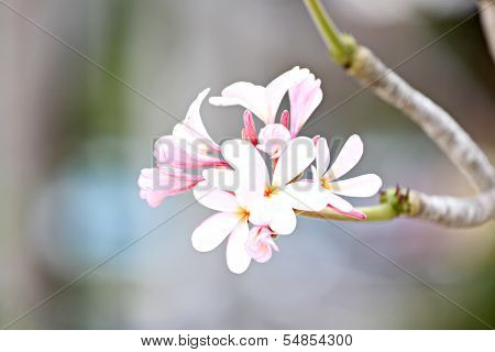 White Frangipani or Leelawadee.