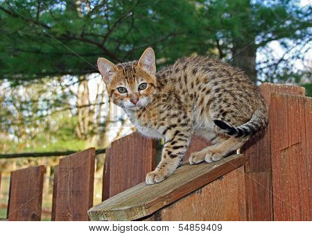 Domestic Serval Savannah Kitten