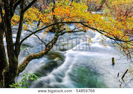 Autumn Tree And Flowing Creek
