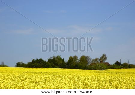 Rapeseed Field