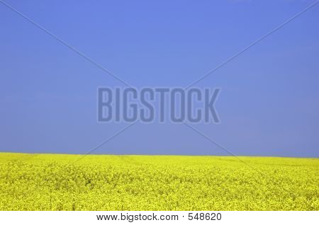 Rapeseed Field