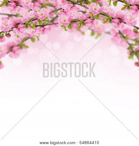 Postcard With Fresh Spring Flowering Bush And Empty  Place For Your Text