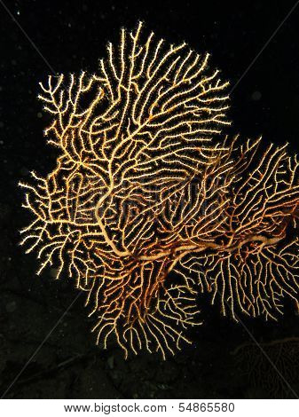 Gorgonian