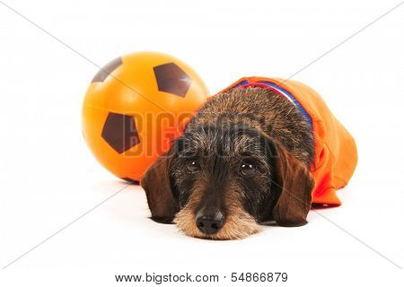 Wire haired dachshund as Dutch soccer sports fan with ball isolated over white background