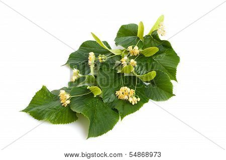 Linden