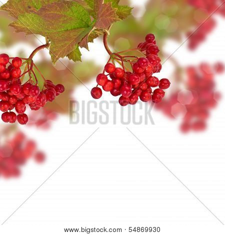 Berries Of Red Viburnum. Autumn Background.
