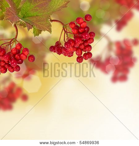 Berries Of Red Viburnum. Autumn Background.
