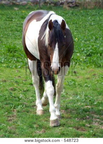 Painthorse