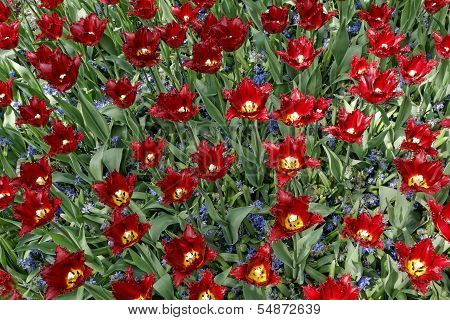 Maroon Tulips With Jagged Petals In The Garden Together With Blue Hyacinths.