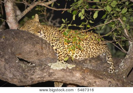 Leopardo na árvore