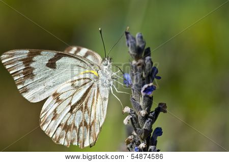 White Butterfly