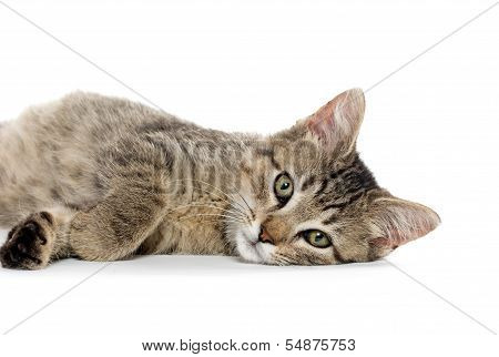 Cute Tabby Kitten On White