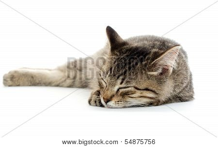 Cute Tabby Kitten On White