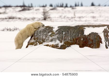 Polar Bear