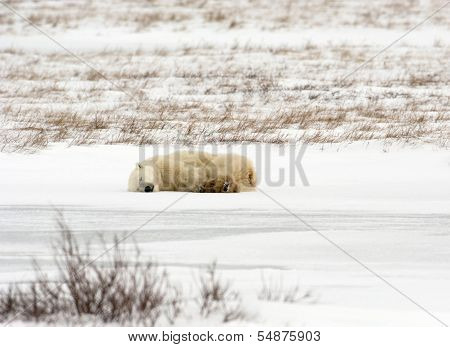 Polar Bear