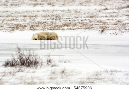 Polar Bear