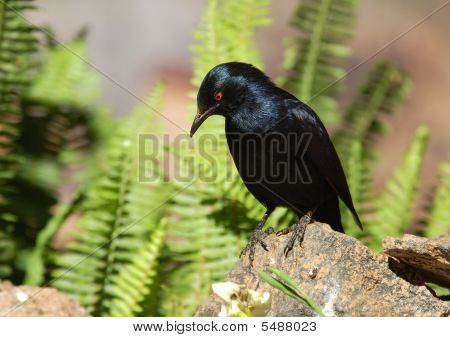 Palewinged скворец (onychognathus Nabouroup)