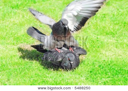 Pombo no amor