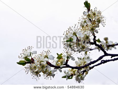 Branch Blossoming cherry.