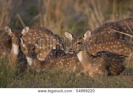 Chital  Deer