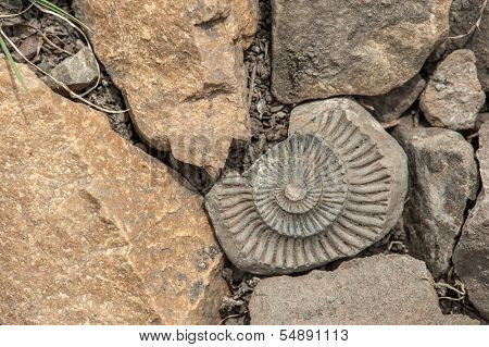 fossil on red stone background